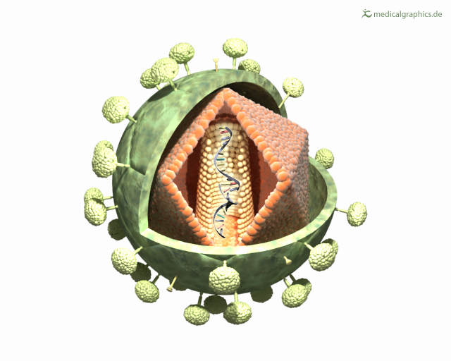 The illustration shows the structure of an HI virus.